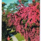 Florida Postcard Bougainvillea in Cypress Gardens