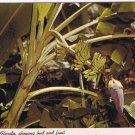 Florida Postcard Banana Tree Showing Bud And Fruit