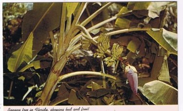 Florida Postcard Banana Tree Showing Bud And Fruit
