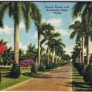 Florida Postcard Stately Palms and Australian Pines Curteich
