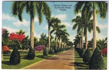 Florida Postcard Stately Palms and Australian Pines Curteich