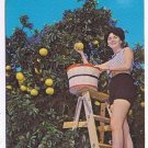 Florida Postcard Picking Grapefruit in a Beautiful Grove