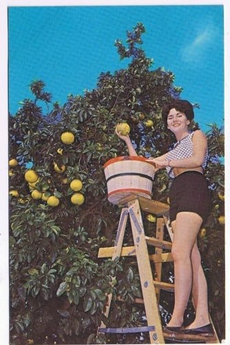 Florida Postcard Picking Grapefruit in a Beautiful Grove