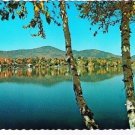 New York Postcard Lake Placid Birches Mirror Lake Drive