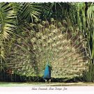 California Postcard San Diego Zoo Blue Peacock
