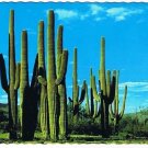 Arizona Postcard Saguaros Giant Cacti State Flower