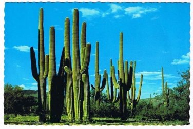 Arizona Postcard Saguaros Giant Cacti State Flower
