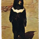 California Postcard San Diego Zoo Himalayan Black Bear