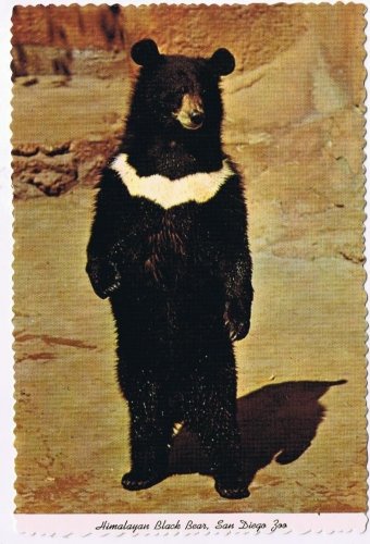 California Postcard San Diego Zoo Himalayan Black Bear
