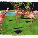 California Postcard San Diego Zoo Flamingos