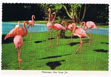 California Postcard San Diego Zoo Flamingos