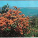 South Carolina Postcard Flame Azalea Mountainside Spring