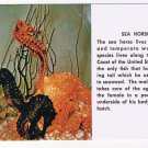 Florida Postcard Sea Horse Atlantic Coast