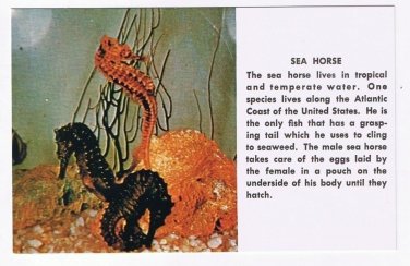 Florida Postcard Sea Horse Atlantic Coast