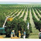 Florida Postcard Golden Harvest Picking Oranges