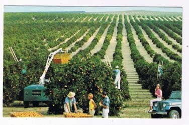 Florida Postcard Golden Harvest Picking Oranges