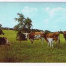 Texas Postcard Longhorn Cattle
