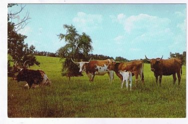 Texas Postcard Longhorn Cattle