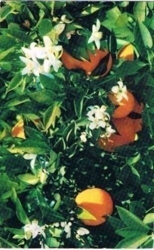 Florida Postcard Oranges and Orange Blossoms Same Time