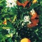 Florida Postcard Oranges and Orange Blossoms Same Time