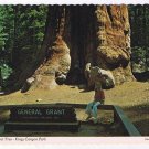 California Postcard King's Canyon National Park General Grant Tree