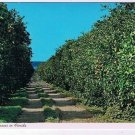 Florida Postcard Orange Groves