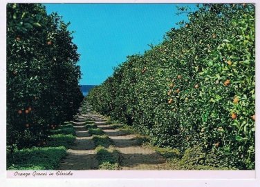 Florida Postcard Orange Groves