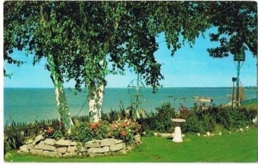 Little Falls Minnesota Postcard White Birch Trees Blue Lake