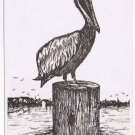 Florida Postcard St Petersburg Brown Pelican Pen & Ink William Correira
