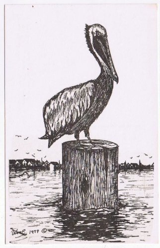 Florida Postcard St Petersburg Brown Pelican Pen & Ink William Correira