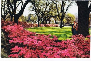 Alabama Postcard Mobile Azalea Time General Braxton Bragg Home