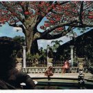 Florida Postcard Clearwater Kopak Tree Inn Blooms In February