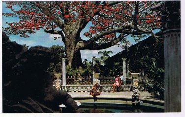 Florida Postcard Clearwater Kopak Tree Inn Blooms In February