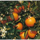 Florida Postcard Branch Of Orange Tree Branch & Bearing Fruit