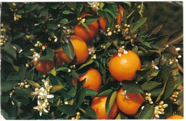Florida Postcard Branch Of Orange Tree Branch & Bearing Fruit