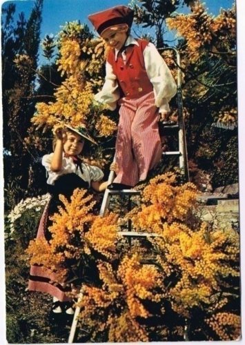France Postcard Cueillette de Mimosas Exporail 78