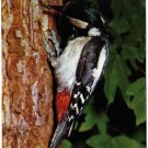 Animal Postcard Woodpecker Bird