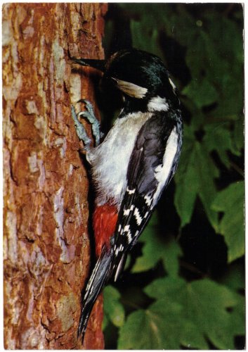Animal Postcard Woodpecker Bird