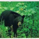 Animal Postcard Canada Black Bear Afternoon Meal Intruder
