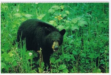 Animal Postcard Canada Black Bear Afternoon Meal Intruder