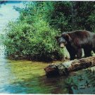 Black Bear Postcard Yearling Cub Eastern United States