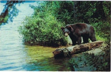 Black Bear Postcard Yearling Cub Eastern United States
