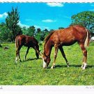 Animals Postcard Grazing Friends Horses At Pasture Together