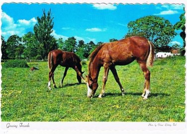Animals Postcard Grazing Friends Horses At Pasture Together