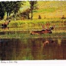 Animal Postcard Bull Moose Feed at Lake's Edge