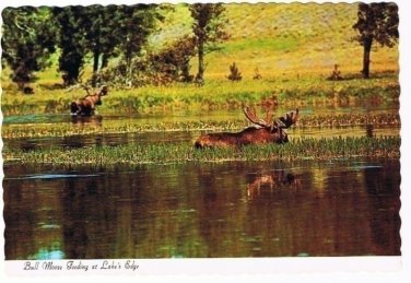 Animal Postcard Bull Moose Feed at Lake's Edge