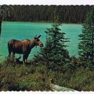 Animal Postcard Canada Bull Moose Pinewood Lodge Granite Lake