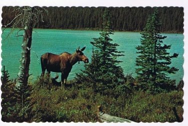 Animal Postcard Canada Bull Moose Pinewood Lodge Granite Lake
