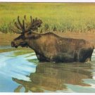 Animal Postcard Canada Big Bull Moose