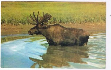 Animal Postcard Canada Big Bull Moose